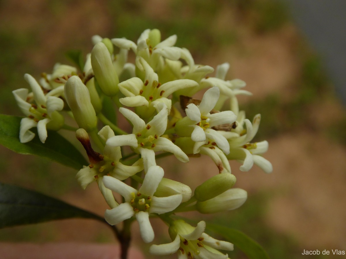 Pittosporum ceylanicum Wight